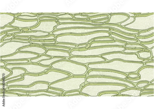 Green agricultural fields pattern on white background for farm design and copy space