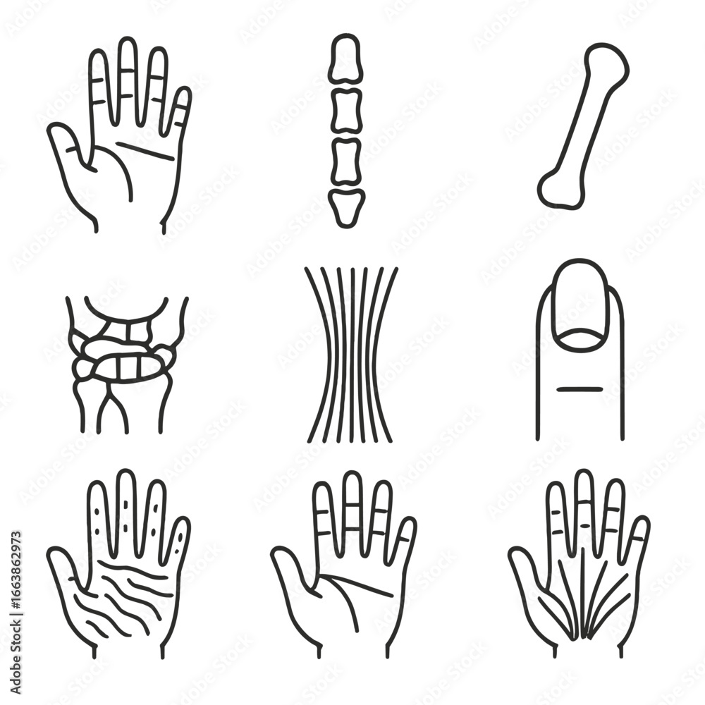 Fototapeta premium Hand Anatomy Icons. Line style icons of hand anatomy: palm structure, finger joints, thumb bone, wrist ligaments, tendons layout,