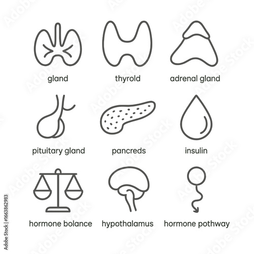 Endocrine System Icons. Line style icons of hormone and endocrine system: gland icon, thyroid shape, adrenal gland, pituitary