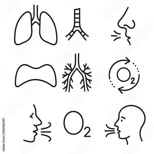 Respiratory System Icons. Line style icons of respiratory system: lungs icon, windpipe line, diaphragm shape, nasal passage,