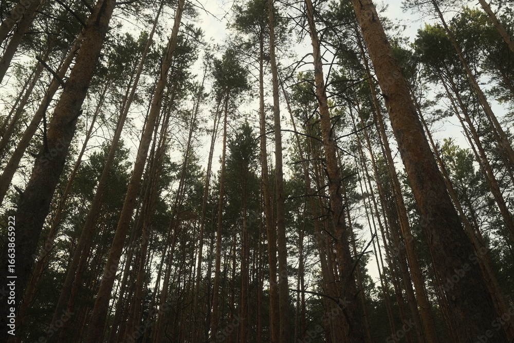 Naklejka premium sun rays through trees