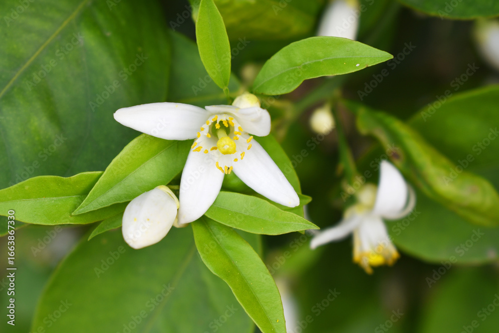 Fototapeta premium Blossoming orange tree flowers, orange blossoms, Spring harvest, closeup of Orange tree branches with flowers and leaves, buds and leaves, white little flower closeup, Chakwal, Punjab, Pakistan