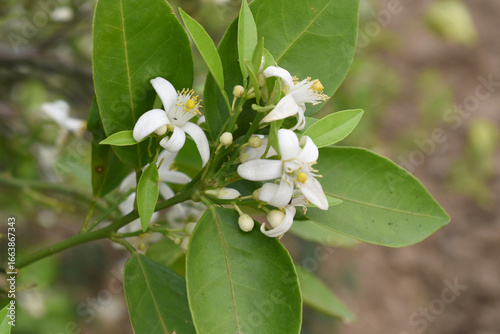 Blossoming orange tree flowers, orange blossoms, Spring harvest, closeup of Orange tree branches with flowers and leaves, buds and leaves, white little flower closeup, Chakwal, Punjab, Pakistan