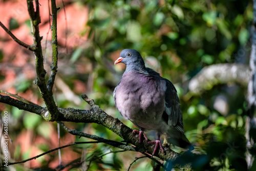Columba palumbus sitting on a birch branch
