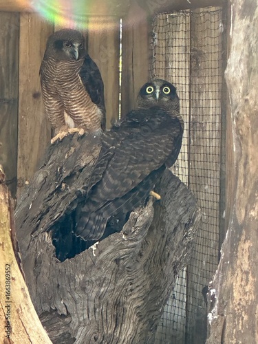 Powerful Owl