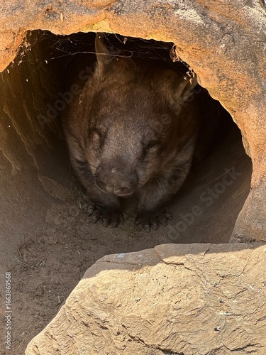 Wombat in log