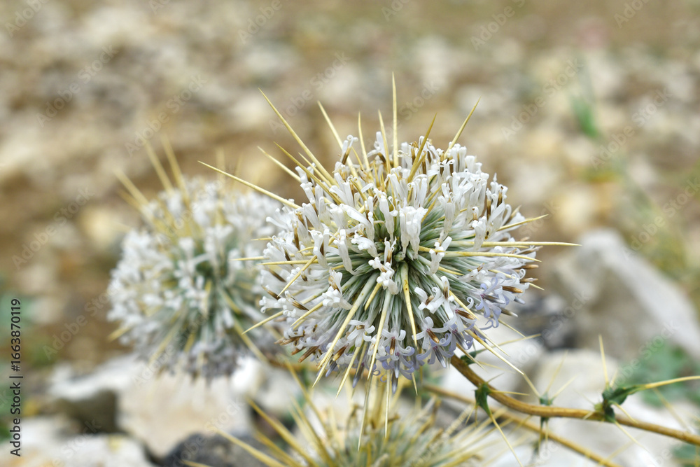 Fototapeta premium Echinops sphaerocephalus, Echinops sphaerocephalus known as Great Globe Thistle or Pale Globe Thistle, A summer plant in the wild in a meadow, Wild flower with thorns and spines bloomed