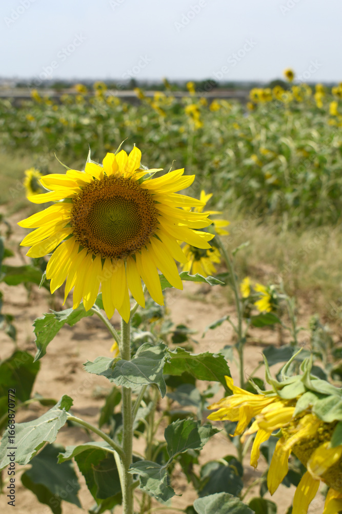 Obraz premium Closeup of a sunflower growing in a field of sunflowers during a nice sunny summer day, Sunflower natural background. flower blooming, Beautiful field of blooming sunflowers, Chakwal, Punjab, Pakistan