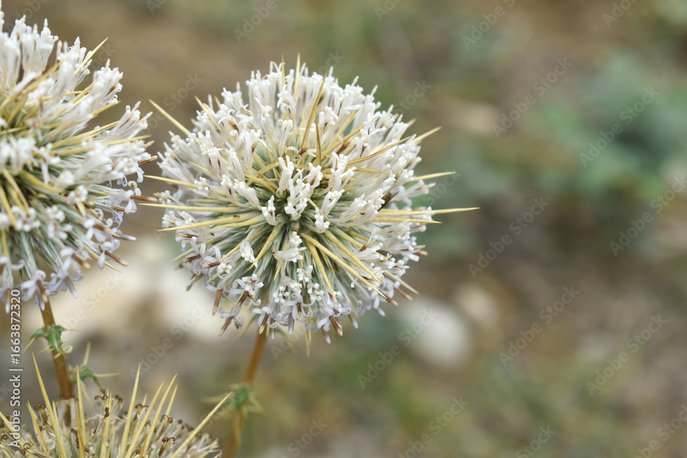 Echinops sphaerocephalus, Echinops sphaerocephalus known as Great Globe Thistle or Pale Globe Thistle, A summer plant in the wild in a meadow, Wild flower with thorns and spines bloomed Echinops sphaerocephalus, Echinops sphaerocephalus known as Great Globe Thistle or Pale Globe Thistle, A summer plant in the wild in a meadow, Wild flower with thorns and spines bloomed