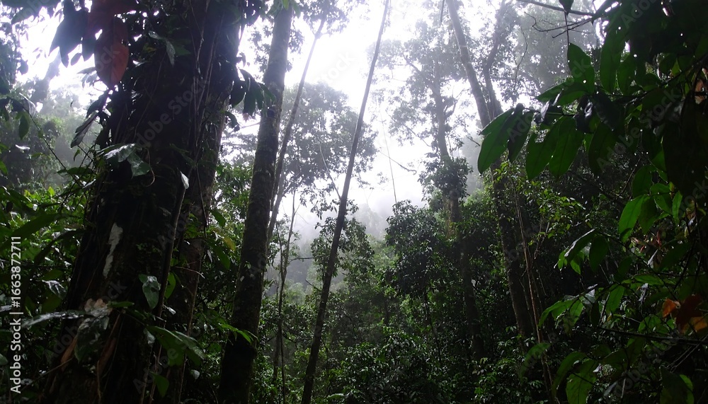 Fototapeta premium Ethereal Light Piercing the Dense, Misty Canopy of a Humid Rainforest.