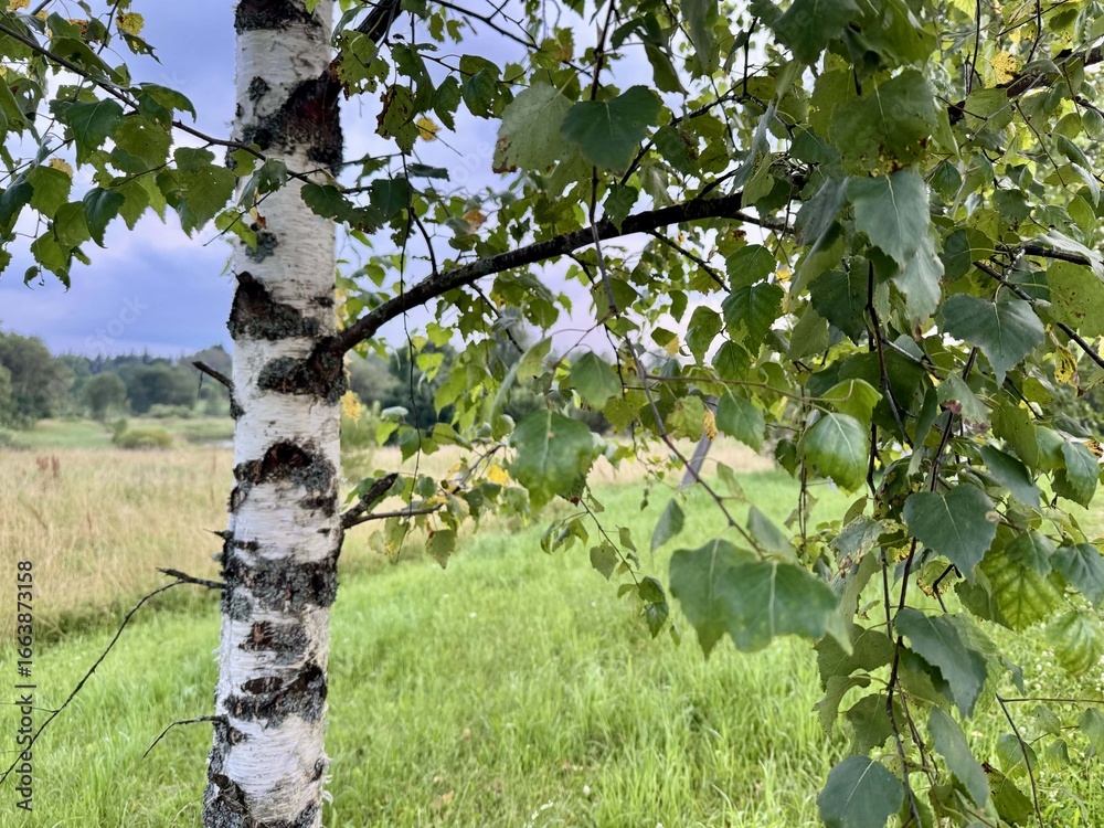 Fototapeta premium White birch trunk with fresh green leaves growing in a sunny meadow landscape