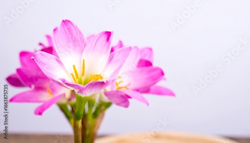 Delicate cluster of vibrant pink flowers with pale white centers against a soft, light gray backdrop.