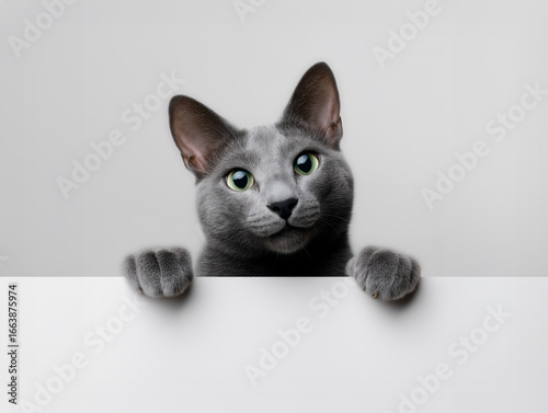 Adorable Gray Cat Looking Over White Board