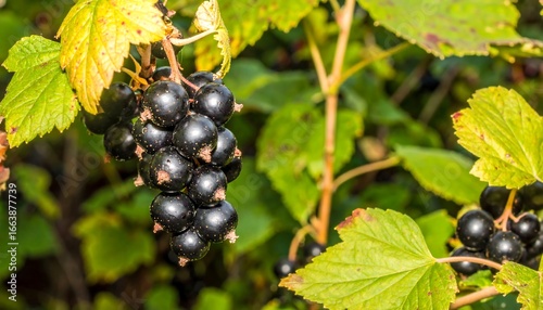 Close-up of a cluster of ripe black currants on a branch, surrounded by vibrant green leaves.
