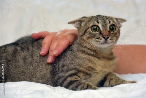 a tabby cat with distinct green eyes, lying on a light background. The animal looks wary or scared - its ears are pressed back and its gaze is wide open. 