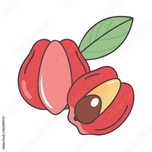 Cartoon illustration of an intact and cross section of Mammee Apple fruit