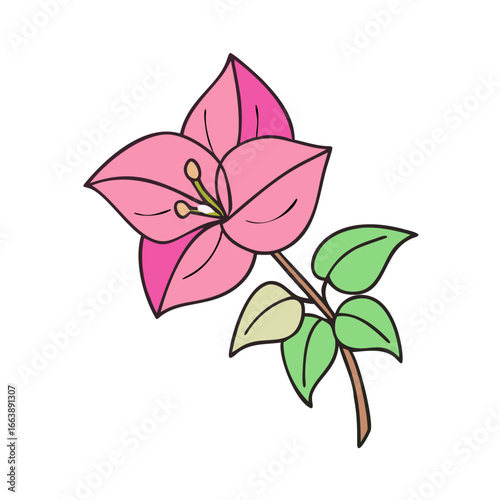 Pink bougainvillea flower illustration with green leaves and a brown stem