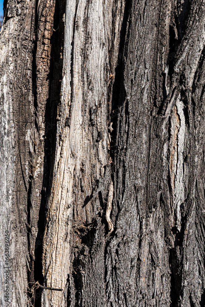 Obraz premium Detailed view of tree bark displaying varied textures and earthy tones, emphasizing natural beauty. 