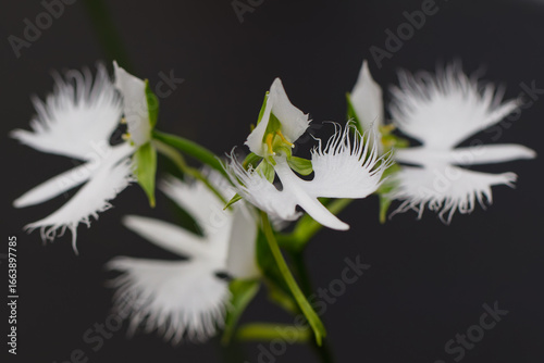 美しいサギソウ02