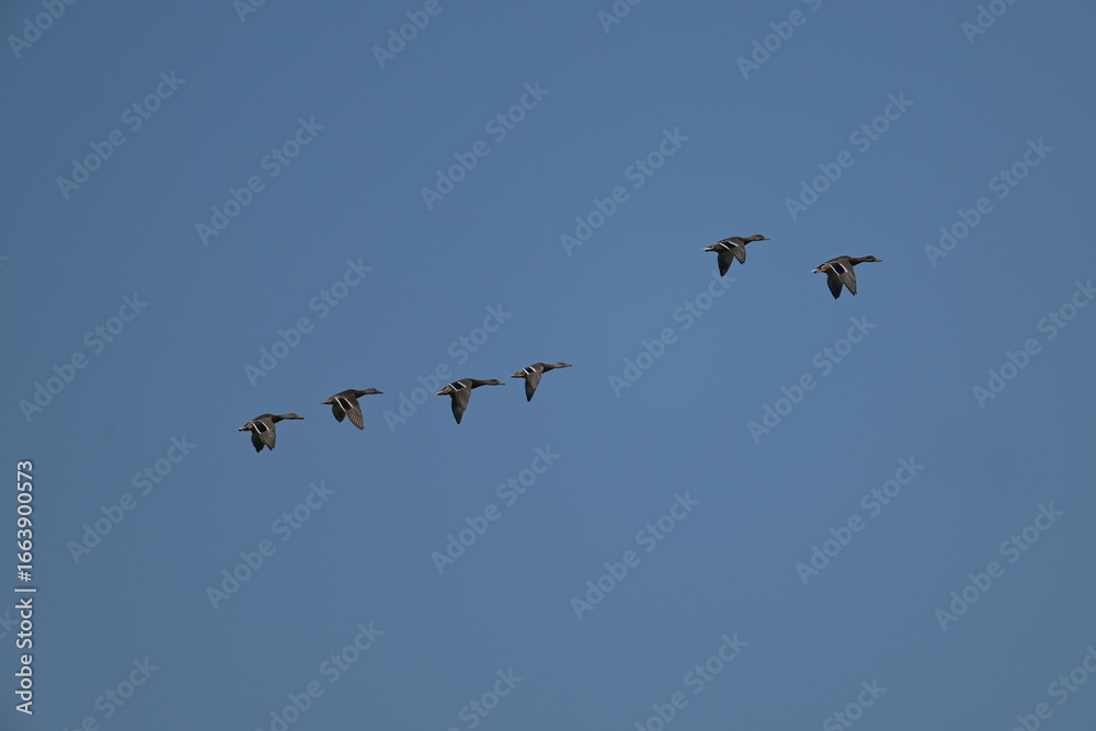 Obraz premium birds in flight, mallard, nature, wildlife
