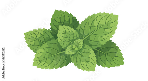 Vector Illustration of Fresh Green Mint Leaves on a White Background for Culinary and Wellness Applications