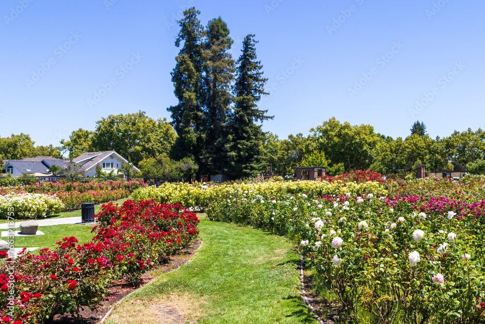 Naklejka premium Municipal Rose Garden with flowers, lush green trees and grass San Jose California USA
