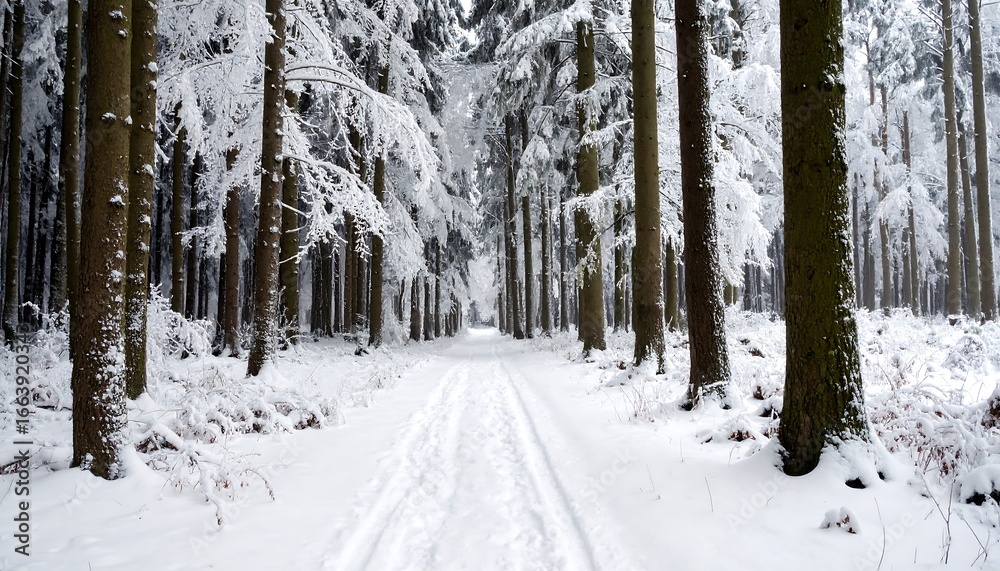 Fototapeta premium Snowy Path Through the Forest: A Winter Wonderland Landscape Scene with Trees