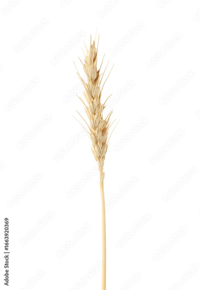 One spike of wheat isolated on white One spike of wheat isolated on white