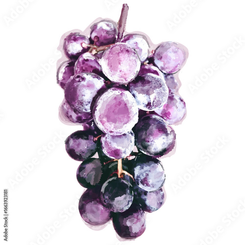 水彩で描いた葡萄の絵