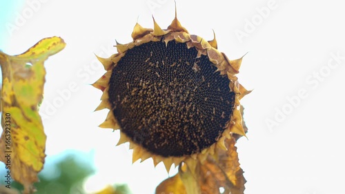 sunflower field ready for harvest