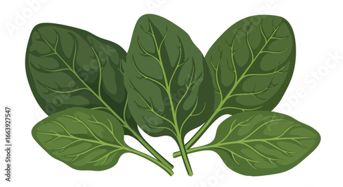 Fresh Spinach Leaves Displaying Vibrant Green Hues and Leaf Venation Illustration of Greens for culinary use