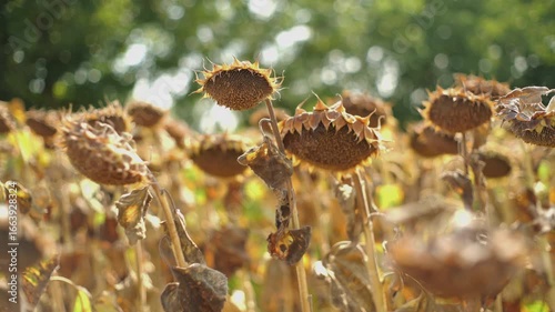sunflower field ready for harvest