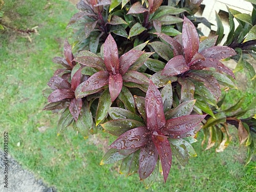 A non-flowering ornamental tree that is grown for its tree shape and beautiful leaf color. Raindrops are visible on tree leaves