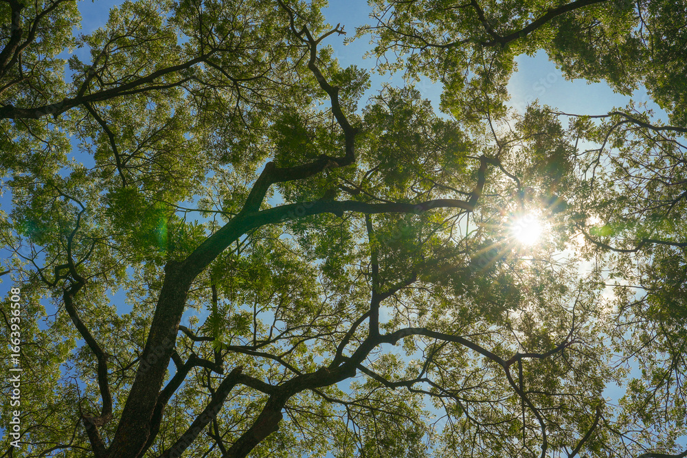 Naklejka premium the sprawling branches and green leaves of a large tree canopy. The sun shines brightly against a clear blue sky, a concept of hope, nature, and peaceful serenity.