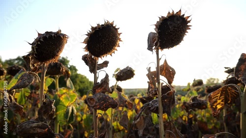 sunflower field ready for harvest