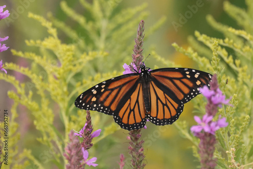 Monarch butterrflies on late summer flowers