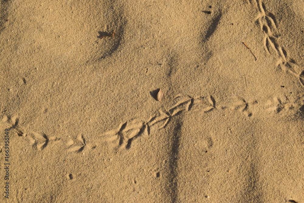 Obraz premium Pegadas de ave no litoral de praia, areia branca com rastro de passarinho 