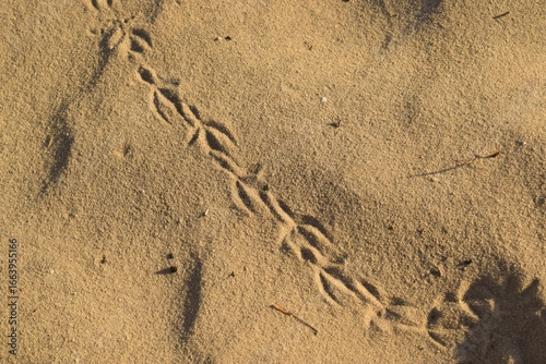 Rastro de passarinho em areia branca de praia, patas de pássaro no litoral praiano