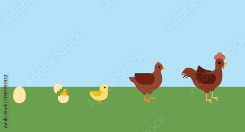 Chicken Life Cycle From Egg to Adult Hen