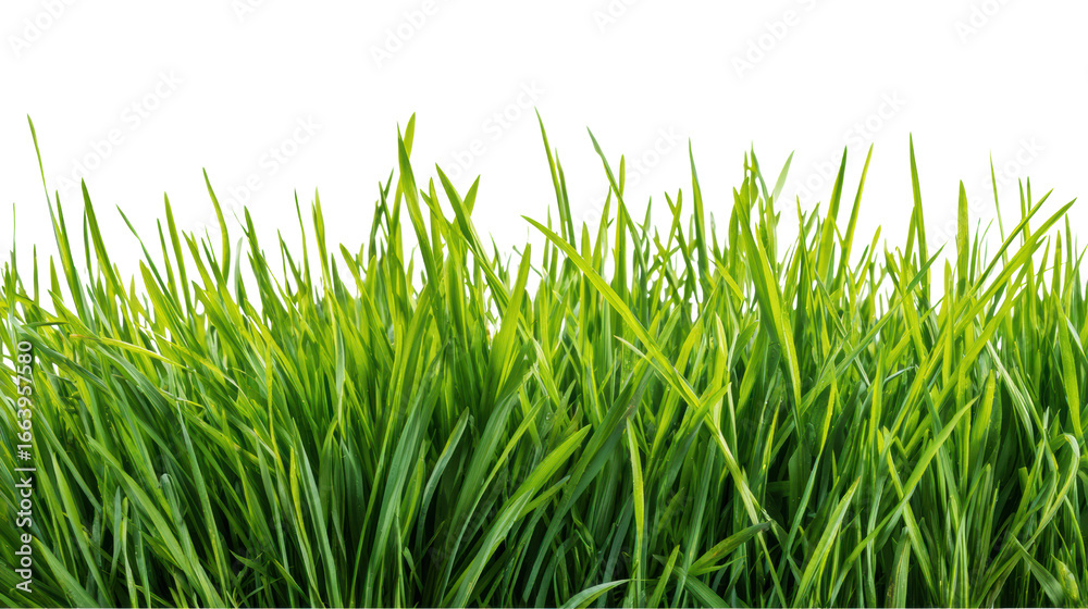 Fototapeta premium Green grass blades in vibrant detail, perfect for nature-themed projects.