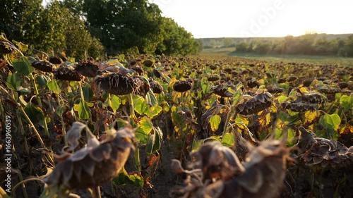 sunflower field ready for harvest
