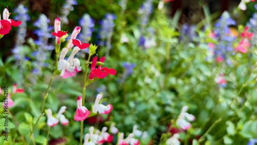 Red and white salvia microphylla blooming in July