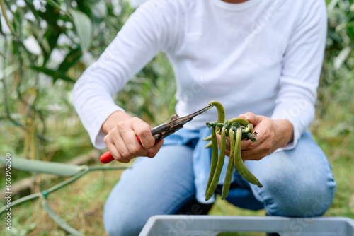 Woman farmer harvesting vanilla pods in a greenhouse, cutting them with scissors, agriculture and entrepreneurship concept
