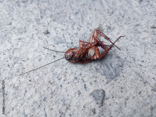 A dead brown cockroach lies upside down on a rough, textured ceramic floor in the morning