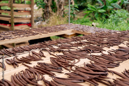 Vanilla pods drying on wooden trays in a greenhouse, vanilla planifolia, vanilla tahitensis, bourbon vanilla