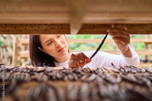 Experienced farmer examining vanilla pods carefully spread on wooden drying racks, checking quality in sunlit greenhouse environment