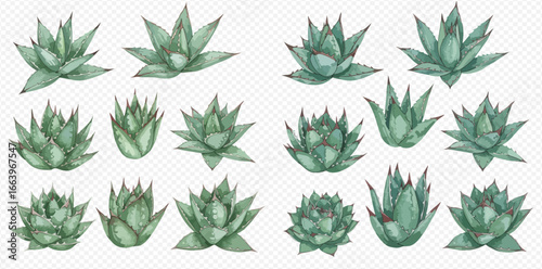 A beautiful collection of various green succulent plants, hand-painted in a detailed watercolor style on a transparent background.