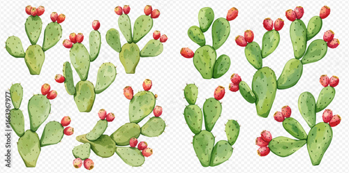 A collection of watercolor prickly pear cacti, also known as Opuntia, with green pads and ripe red fruits.