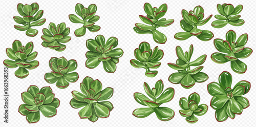 A set of beautifully illustrated green succulent plants with fleshy leaves, isolated on a transparent background.