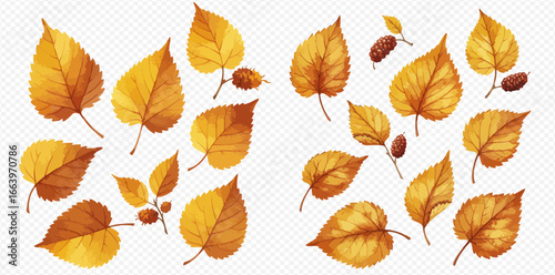 A collection of golden yellow and orange autumn birch leaves and catkins isolated on a transparent background.